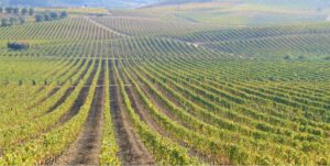 A vineyard where grapes are used to make Portuguese Espumante, ideal for celebrating with at an awards gala dinner
